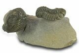 Hollardops Trilobite Fossil With Austerops - Multi-Toned Shell #381663-1
